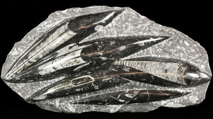 Polished Orthoceras (Cephalopod) Plate - #47993